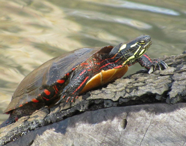 Midland Painted Turtle